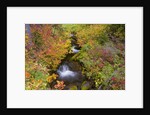 Fall Colors Along Creek by Anonymous