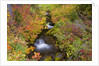 Fall Colors Along Creek by Anonymous