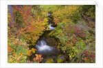 Fall Colors Along Creek by Anonymous