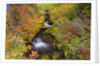 Fall Colors Along Creek by Anonymous