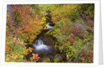 Fall Colors Along Creek by Anonymous