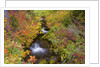 Fall Colors Along Creek by Anonymous