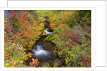 Fall Colors Along Creek by Anonymous