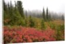 Fall Colors and Evergreen Trees in the Fog by Anonymous