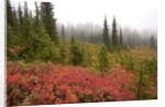 Fall Colors and Evergreen Trees in the Fog by Anonymous