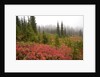 Fall Colors and Evergreen Trees in the Fog by Anonymous