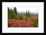 Fall Colors and Evergreen Trees in the Fog by Anonymous