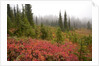 Fall Colors and Evergreen Trees in the Fog by Anonymous