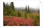 Fall Colors and Evergreen Trees in the Fog by Anonymous