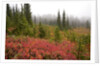 Fall Colors and Evergreen Trees in the Fog by Anonymous