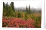 Fall Colors and Evergreen Trees in the Fog by Anonymous
