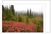 Fall Colors and Evergreen Trees in the Fog by Anonymous