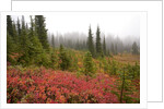 Fall Colors and Evergreen Trees in the Fog by Anonymous