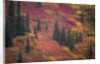 Fall Colors and Evergreen Trees by Anonymous