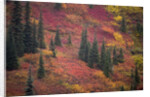 Fall Colors and Evergreen Trees by Anonymous