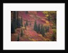 Fall Colors and Evergreen Trees by Anonymous