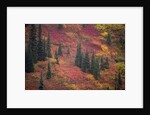 Fall Colors and Evergreen Trees by Anonymous