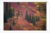 Fall Colors and Evergreen Trees by Anonymous