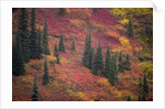 Fall Colors and Evergreen Trees by Anonymous