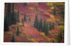 Fall Colors and Evergreen Trees by Anonymous