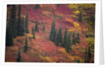 Fall Colors and Evergreen Trees by Anonymous