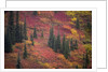 Fall Colors and Evergreen Trees by Anonymous