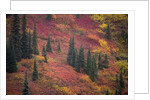 Fall Colors and Evergreen Trees by Anonymous