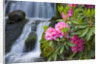 Rhododendrons Beside a Water Fall by Anonymous