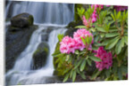 Rhododendrons Beside a Water Fall by Anonymous