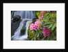 Rhododendrons Beside a Water Fall by Anonymous