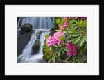 Rhododendrons Beside a Water Fall by Anonymous