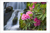 Rhododendrons Beside a Water Fall by Anonymous