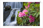 Rhododendrons Beside a Water Fall by Anonymous