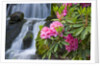 Rhododendrons Beside a Water Fall by Anonymous