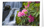Rhododendrons Beside a Water Fall by Anonymous
