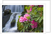 Rhododendrons Beside a Water Fall by Anonymous