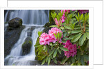 Rhododendrons Beside a Water Fall by Anonymous