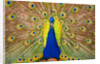 Peacock by Anonymous