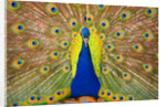 Peacock by Anonymous