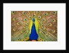 Peacock by Anonymous