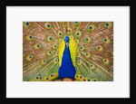 Peacock by Anonymous