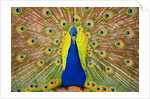 Peacock by Anonymous