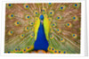 Peacock by Anonymous