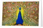 Peacock by Anonymous