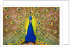 Peacock by Anonymous