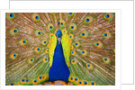 Peacock by Anonymous