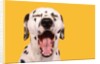 Dalmatian by Anonymous