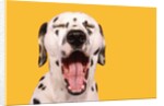 Dalmatian by Anonymous