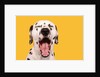 Dalmatian by Anonymous