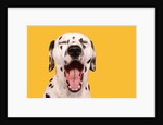 Dalmatian by Anonymous